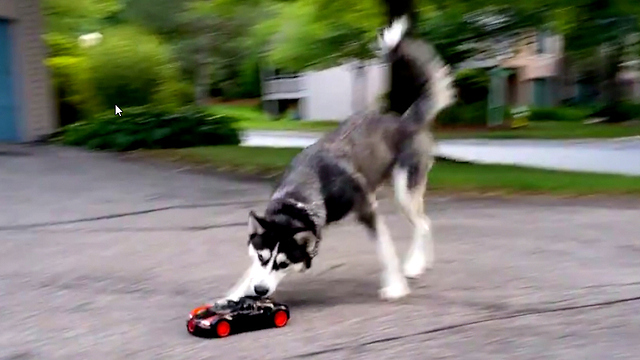 Cute Siberian Husky Dog Chasing Bugatti RC Car