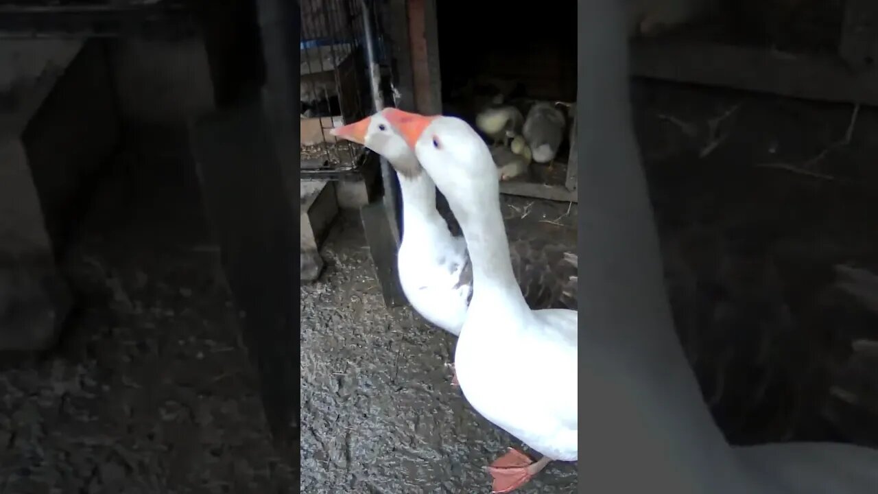 Goose watch