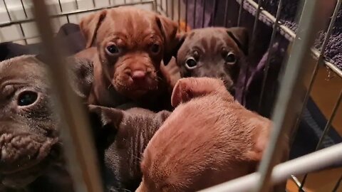 5.5 week PATTERDALE TERRIERS PUPPIES CHILLING. OBI2021 RED AND BLACK FELL PUPS. DOGS. RELAXING CUTE