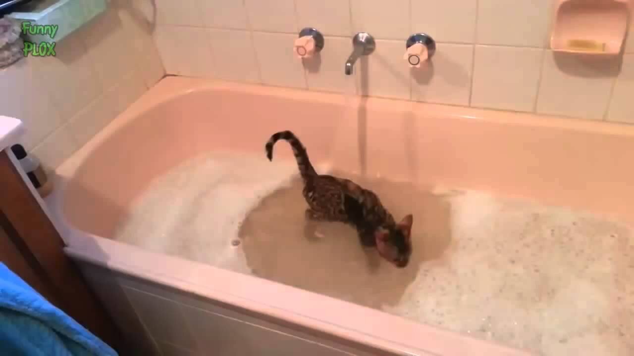 Funny bathing cats 😹