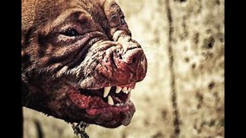 8 Most Strongest Dangerous and Fearless Dog Breeds