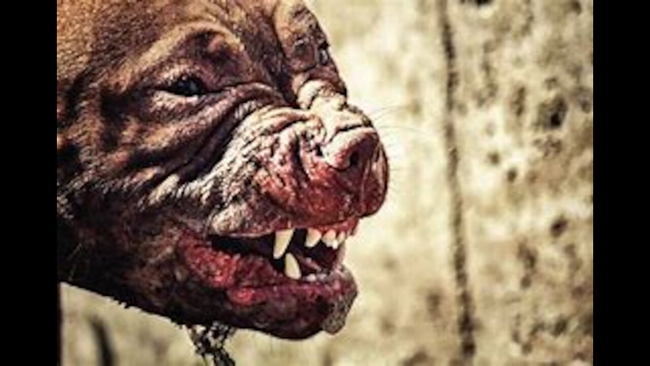 8 Most Strongest Dangerous and Fearless Dog Breeds