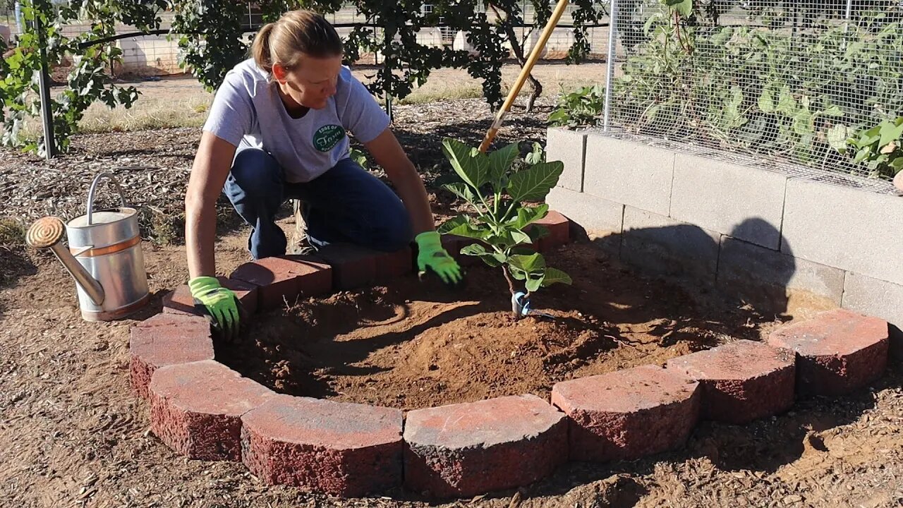 Planting 3 Premium Fig Varieties | Chicken Processing Workshop