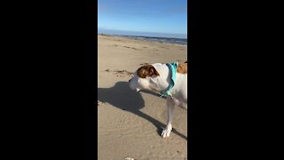 Texas beach ￼cleanup￼