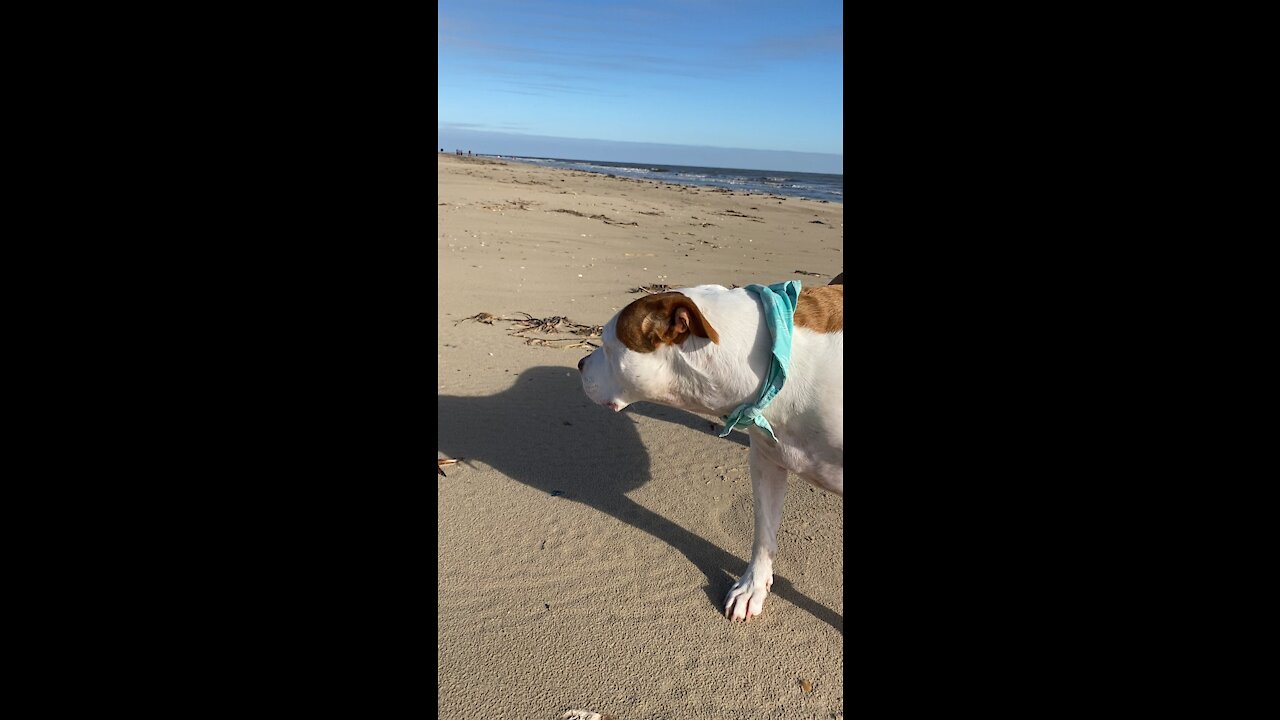 Texas beach ￼cleanup￼