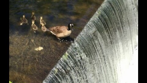 Goose Babies - Worst Mom of the Week Award