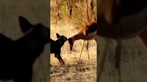 Cachorros selvagens arrancam orelha de impala ainda vivo