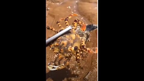 Sea Food Top Viral Fishing