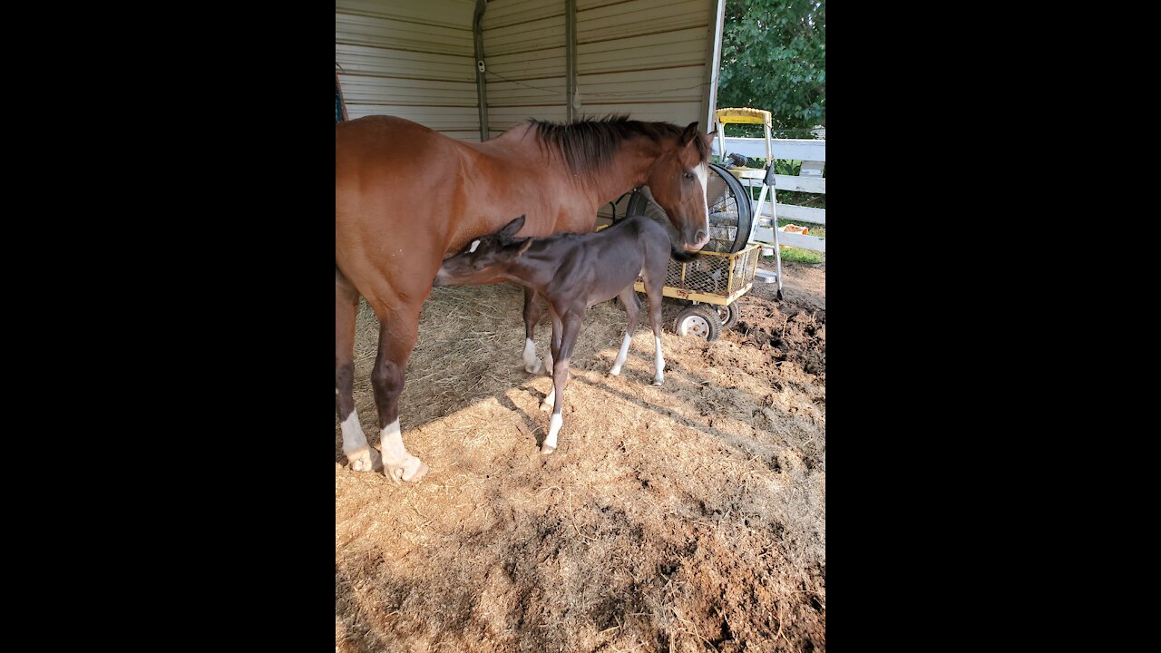 Elderly slaughter-bound horse saved by a miracle no one expected