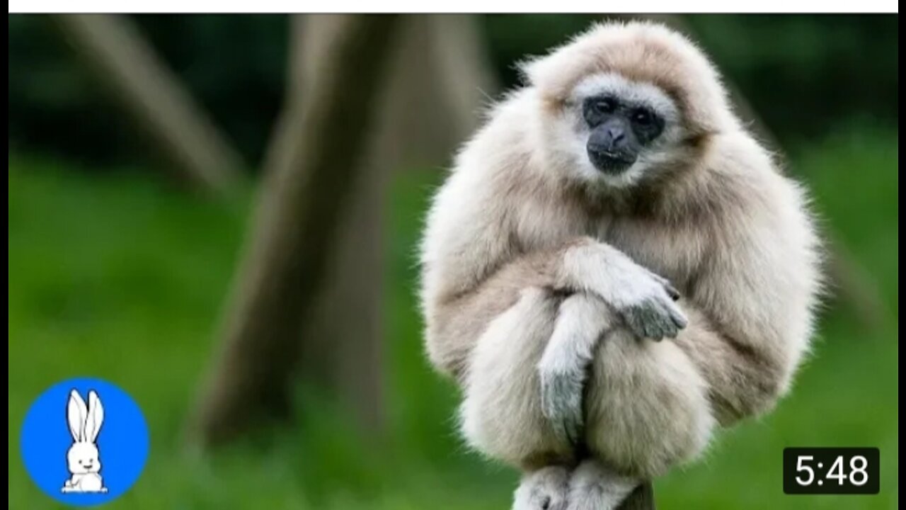 Cute Gibbons playing and climbing