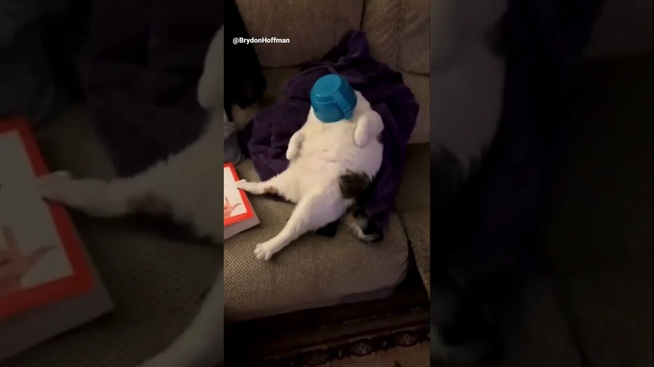 Funny Cat Meme 😂 pt.39 #shorts