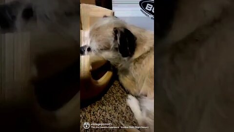 gizmo dreaming