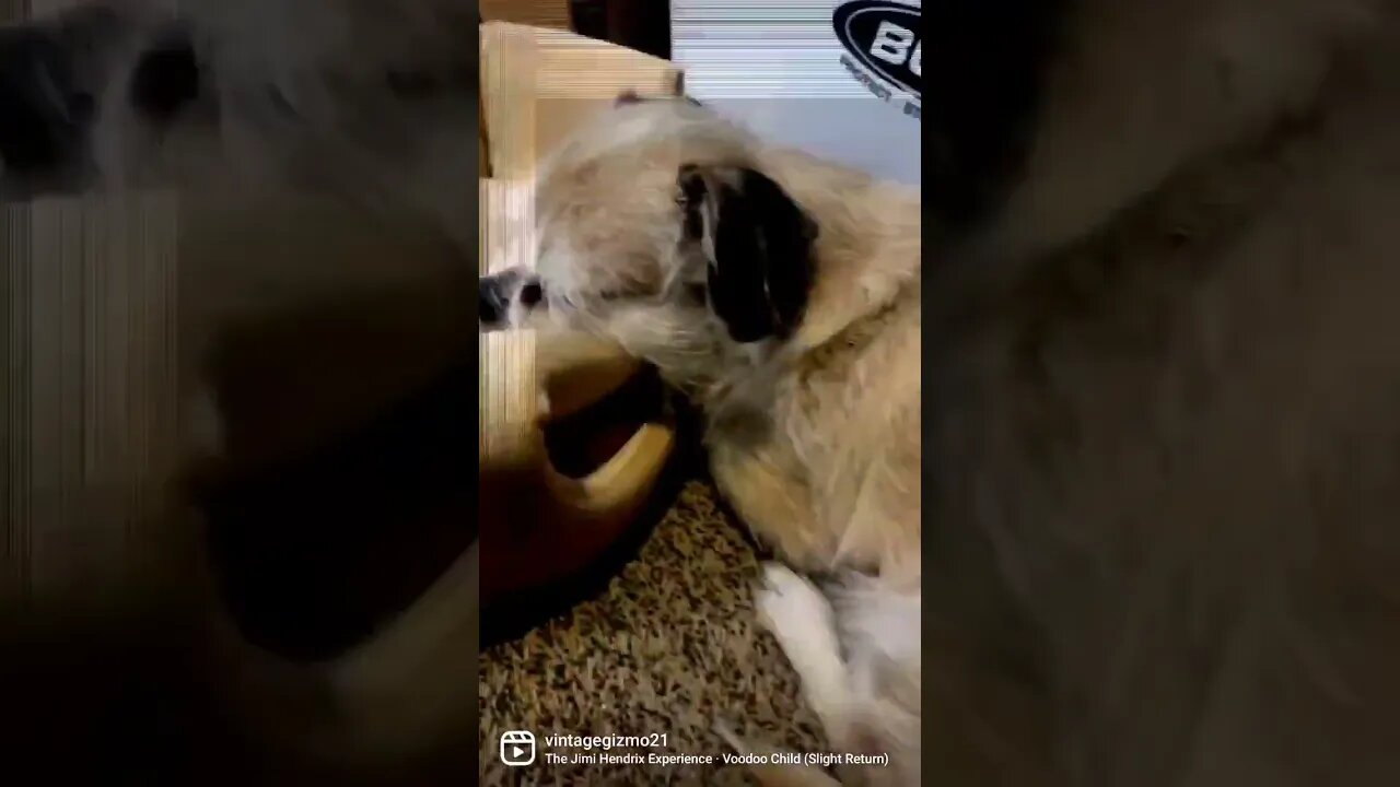 gizmo dreaming