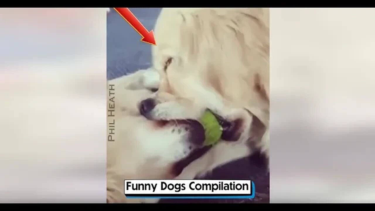 Funny Dogs Compilation