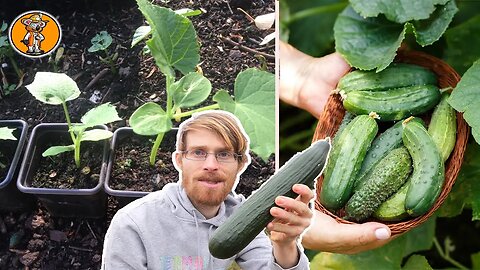 Gurken anbauen für deine perfekte Ernte (auch bei Melone, Kürbis & Zucchini)