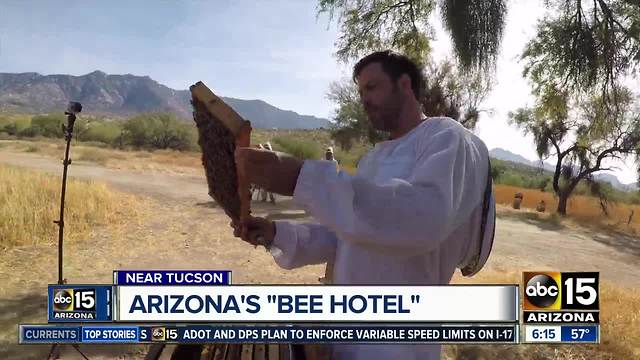 Arizona's Miraval Resort near Tucson part of 'bee hotel' trend