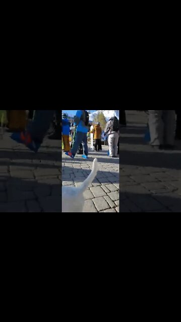 Ares patrolling Squaw village preskiing