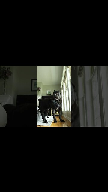 Cane Corsos REACT To Simulated Break In #shorts #dog #pets
