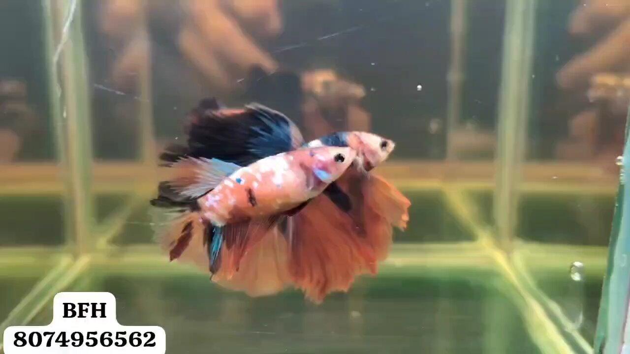 Nemo Galaxy Ohm Rosetail Breeding Betta Fish Pair