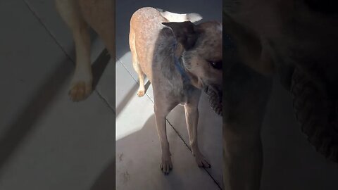 Sunny likes to play in the shed.