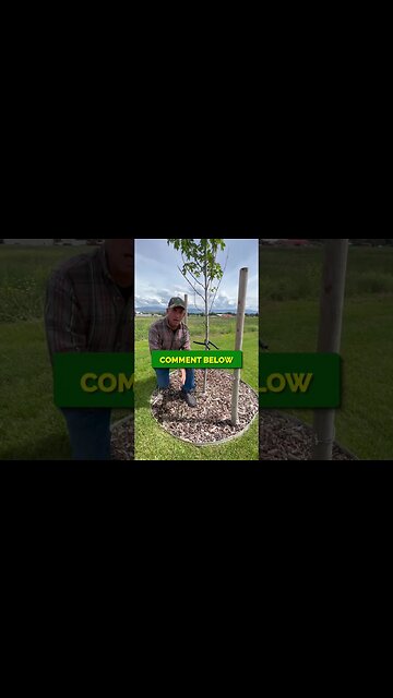 Trees in Lawns | WHAT DO YOU THINK? | COMMENT BELOW