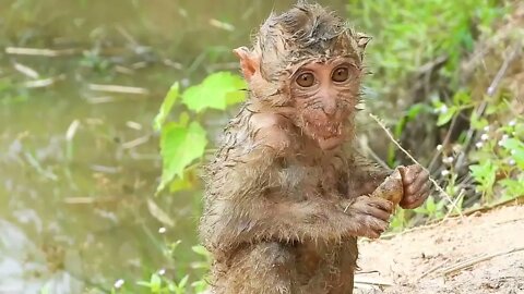 Oh My Goodness! baby kley rises from the ground to eat-5