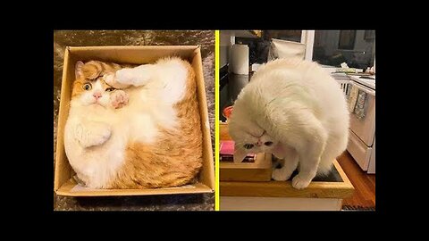 funny cats😺🐕_🦺🐈😂🤣 - funniest animals 2024 😂 best funny cats and dogs videos