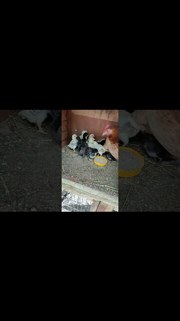 Good Morning Forest and babies