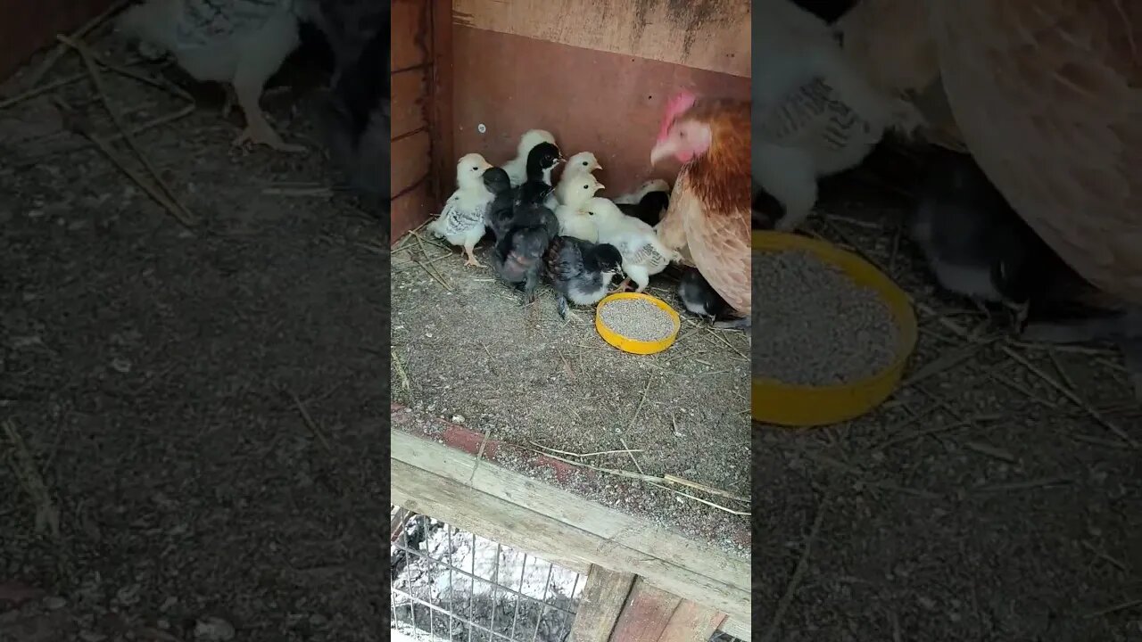 Good Morning Forest and babies