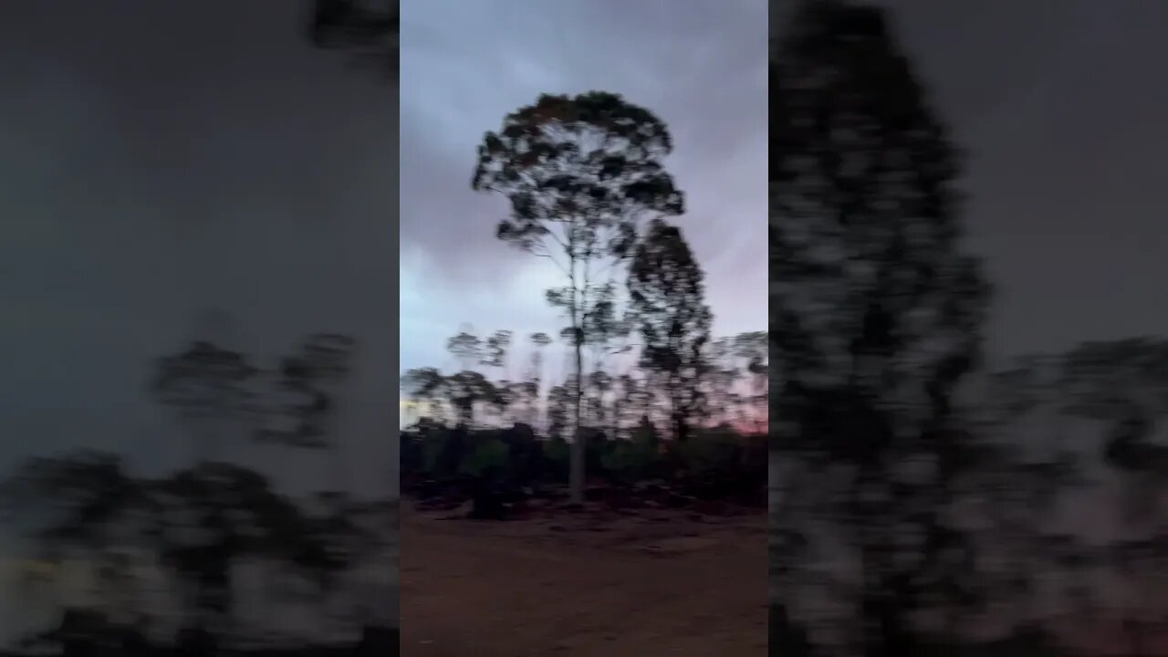 You gotta love the Aussie bush!