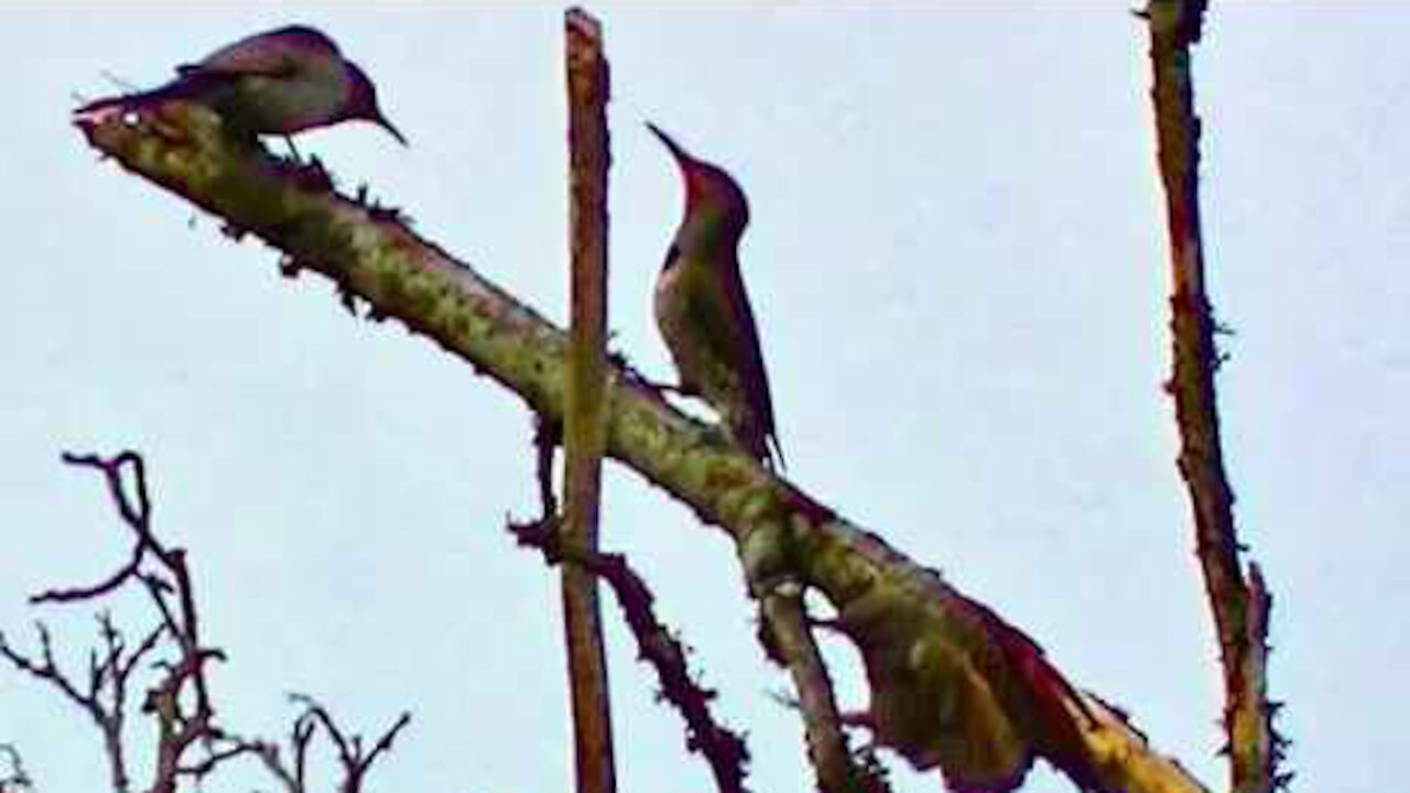 IECV NV #192 - 👀 Three Northern Flickers In The Maple Tree 2-17-2016