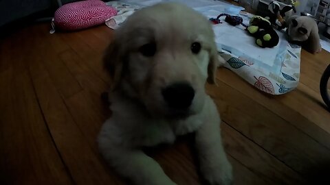 Golden Retriever Puppy Plays with GoPro