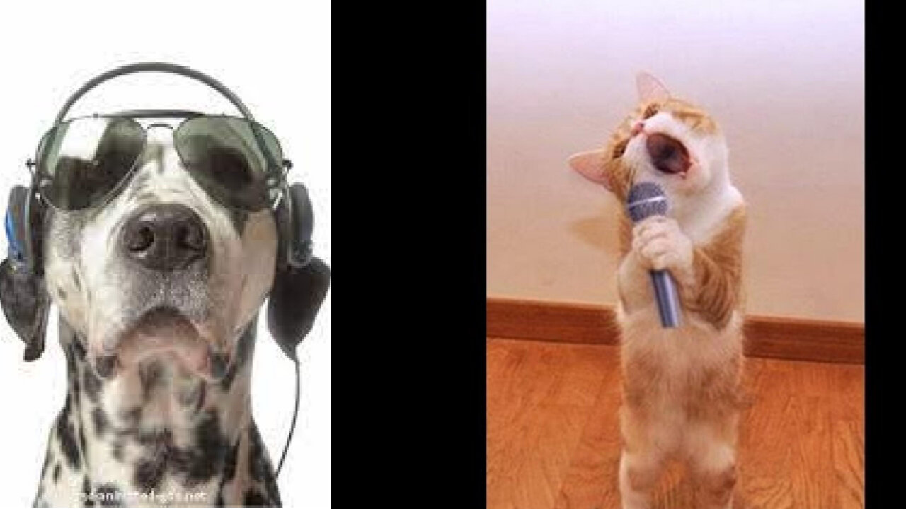 Funny Cats And Dogs Dance On Music