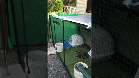 Fitted the outdoor cat enclosure with a smaller tarp