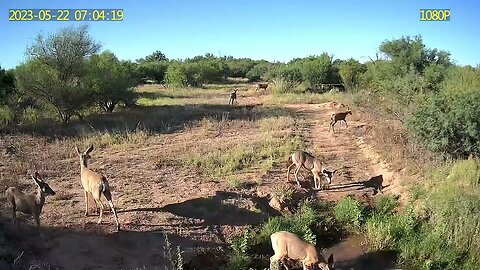 Hurd of deer drinking from the water hole in my property