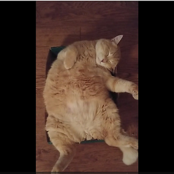 Lazy Cat Won’t Even Open His Eyes To Meow In Protest