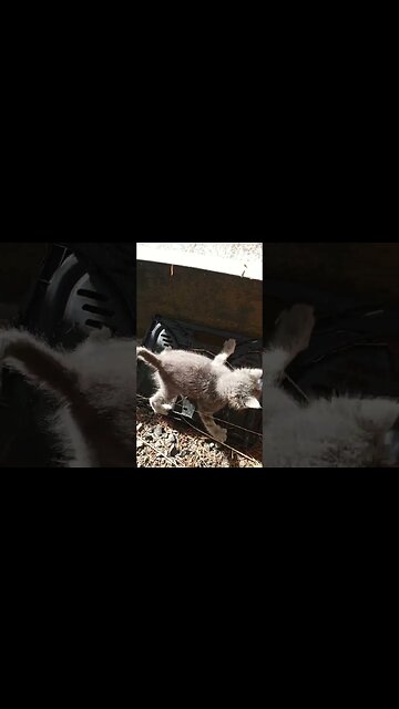 Murder Fluffs Practicing