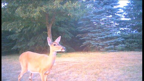 Deer Cams #033