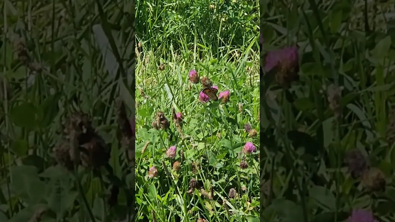 Wildlife around the Farm 🚜 series, Monarch Butterfly feeding on Clover 🍀