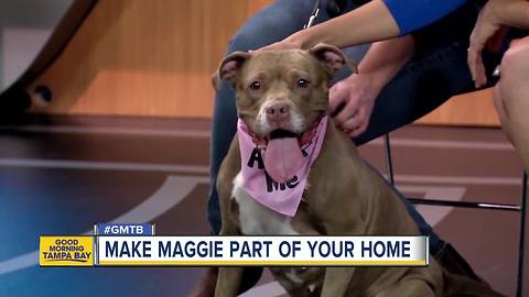 Jan. 14 Rescues in Action: Make Maggie a part of your household