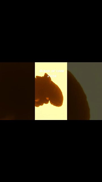 Ocean of Corn Juice! #itscorn #fall2022 #fall #corn