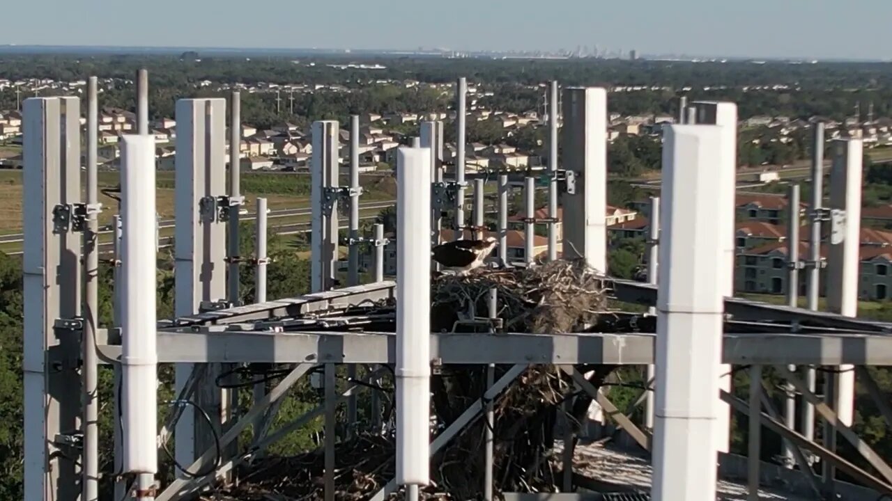 Nesting Osprey