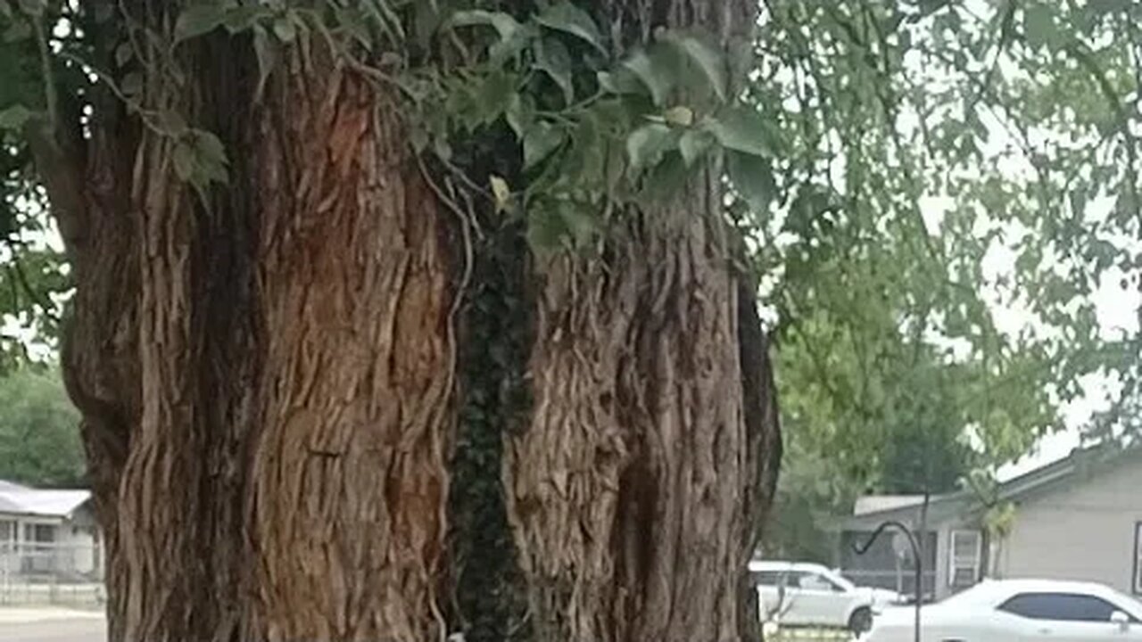 Devo’s weed chronicleshaing tree in my town is going live!
