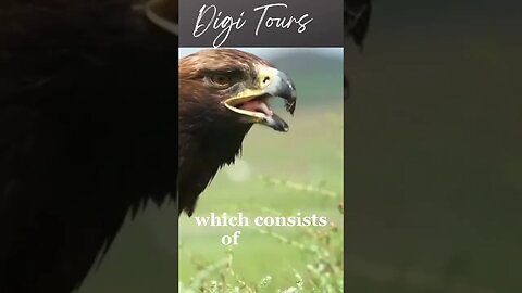 "African Brown Snake Eagle Feeding Habits Unveiled!"