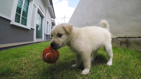 cute dog 🐶🐕