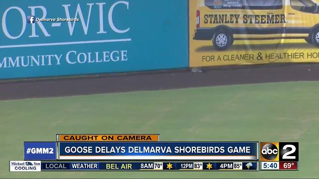 Goose delays Delmarva Shorebirds game