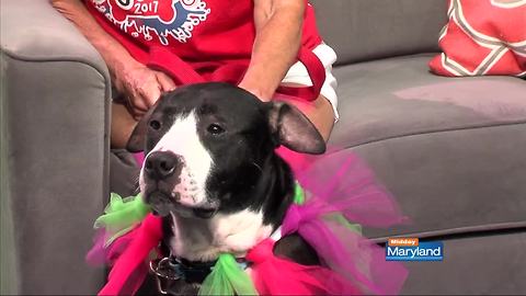 Baltimore Humane Society - DogFest