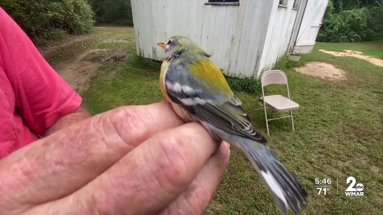 Birds preparing for migration