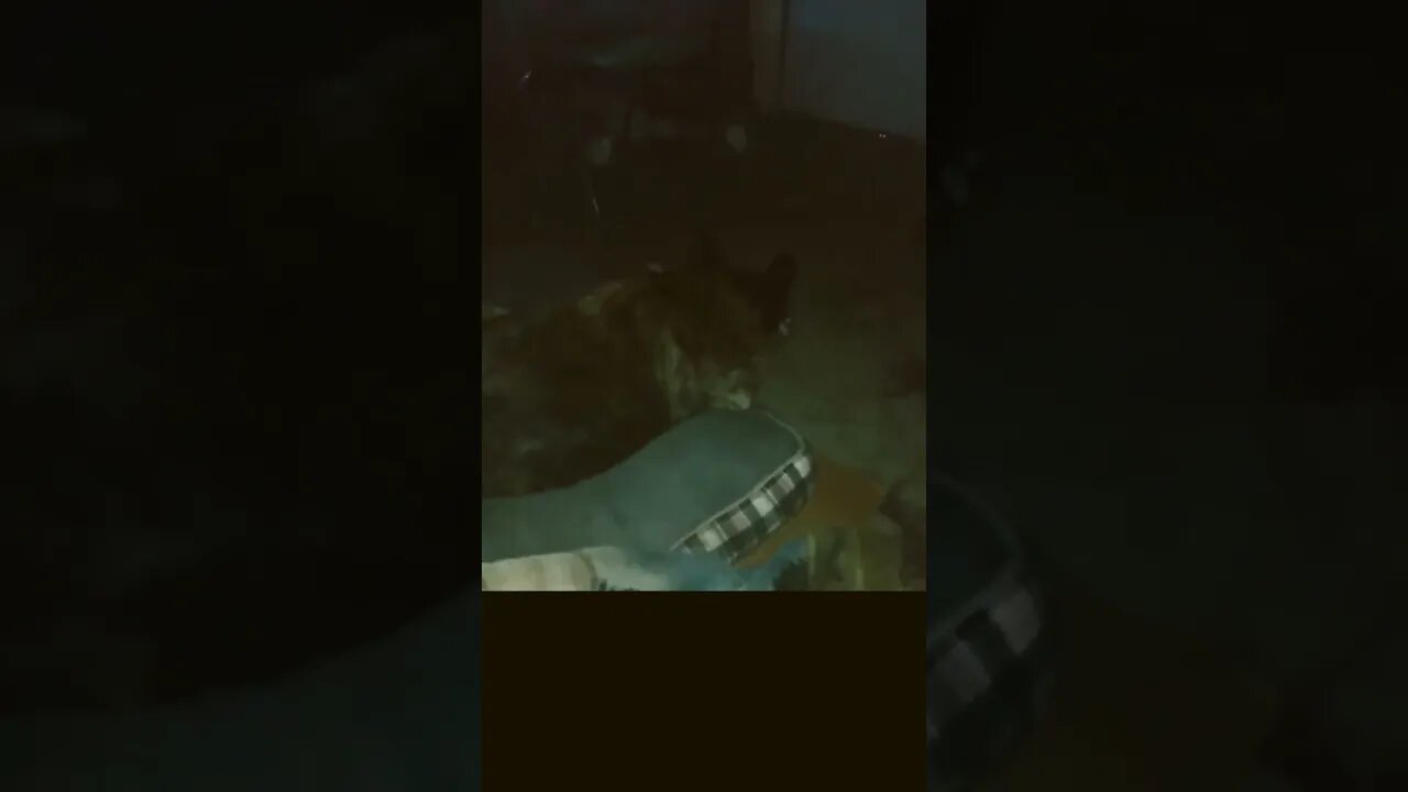 my dog just turn into a gangsta ll (the last video of 2022) #shorts