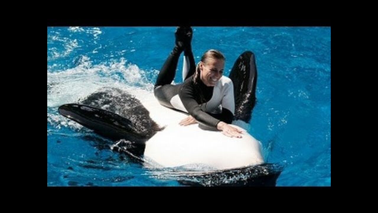 HOW?!!!.... Trainers in the Water with Killer Whales!!!